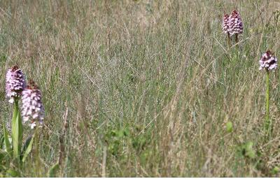 <i>Orchis purpurea</i>