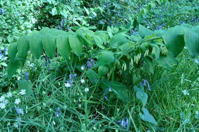 <i>Polygonatum multiflorum</i>
