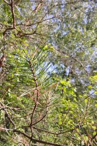 <i>Pinus sylvestris</i>