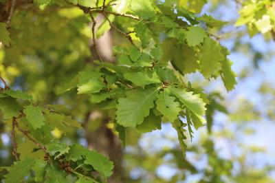 <i>Quercus pubescens</i>