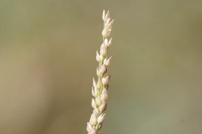 <i>Milium vernale</i>