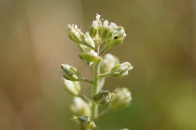 <i>Alyssum alyssoides</i>