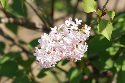 <i>Syringa vulgaris</i>