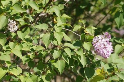<i>Syringa vulgaris</i>