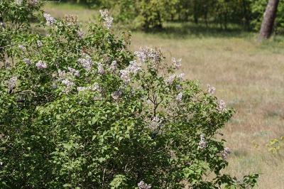<i>Syringa vulgaris</i>