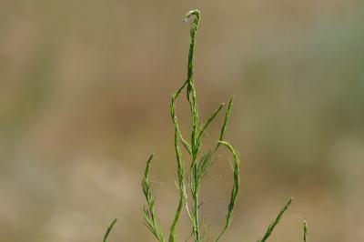 <i>Asparagus officinalis</i>