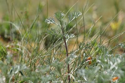 <i>Artemisia campestris</i>