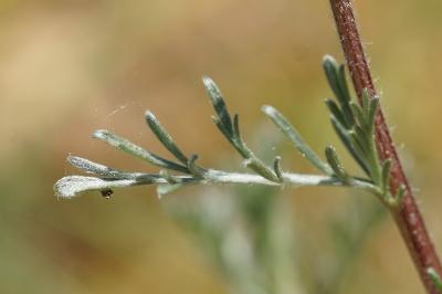 <i>Artemisia campestris</i>