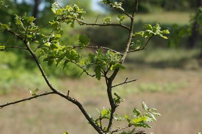 <i>Quercus pubescens</i>