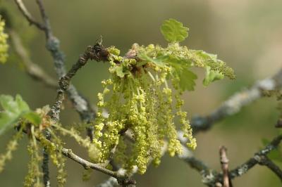 <i>Quercus pubescens</i>