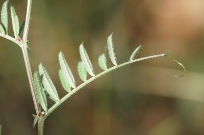 <i>Vicia sativa</i>