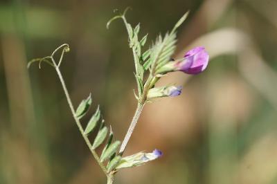<i>Vicia sativa</i>