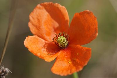 <i>Papaver dubium</i>