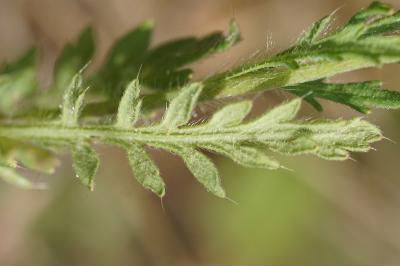 <i>Papaver dubium</i>