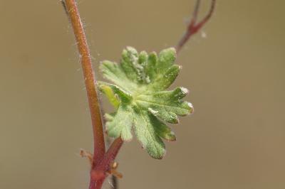 <i>Geranium molle</i>