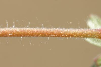 <i>Geranium molle</i>