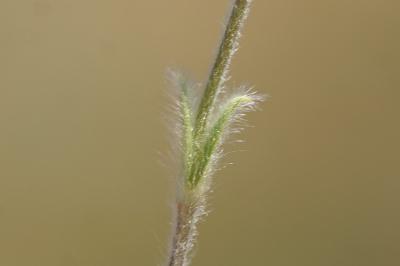 <i>Cerastium brachypetalum</i>