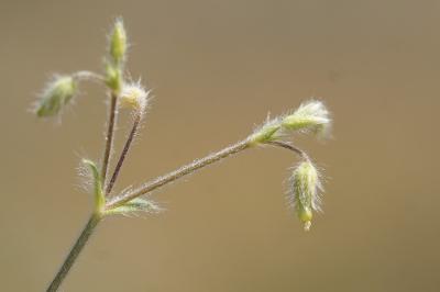<i>Cerastium brachypetalum</i>