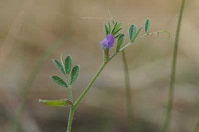 <i>Vicia lathyroides</i>
