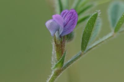 <i>Vicia lathyroides</i>