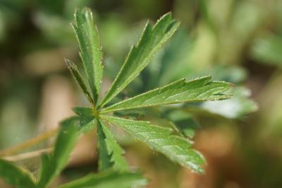 <i>Potentilla verna</i>