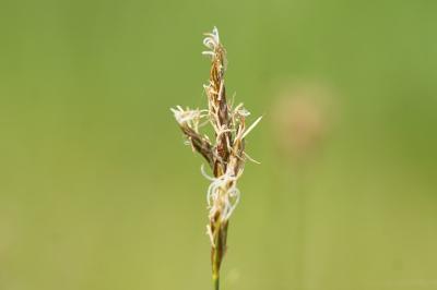 <i>Carex praecox</i>