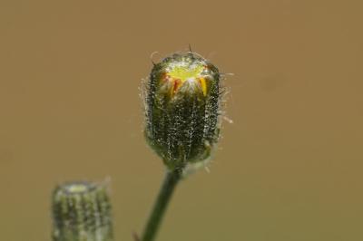 <i>Crepis capillaris</i>