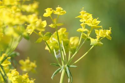 <i>Euphorbia cyparissias</i>