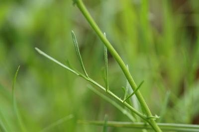 <i>Rorippa pyrenaica</i>