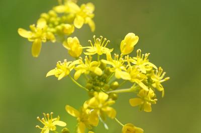 <i>Rorippa pyrenaica</i>