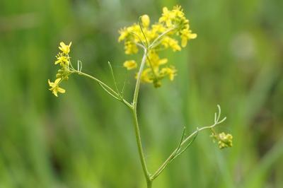 <i>Rorippa pyrenaica</i>