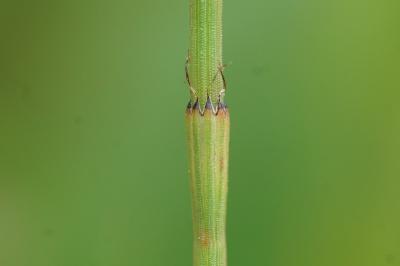 <i>Equisetum ramosissimum</i>