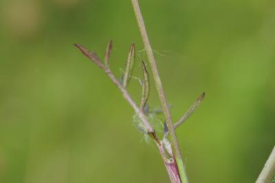 <i>Pimpinella saxifraga</i>