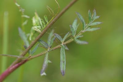 <i>Pimpinella saxifraga</i>