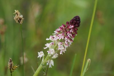 <i>Neotinea ustulata</i>