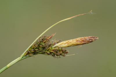 <i>Carex caryophyllea</i>
