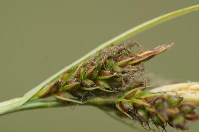<i>Carex caryophyllea</i>
