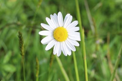 <i>Leucanthemum vulgare</i>