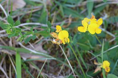 <i>Lotus corniculatus</i>
