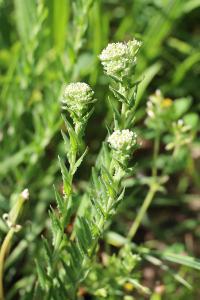 <i>Lepidium campestre</i>