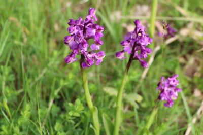 <i>Anacamptis morio</i>