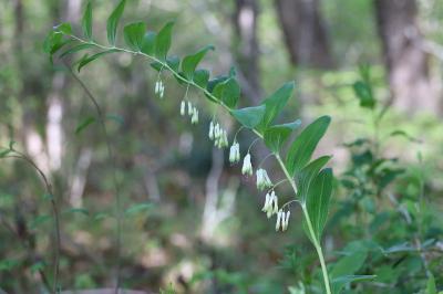<i>Polygonatum multiflorum</i>