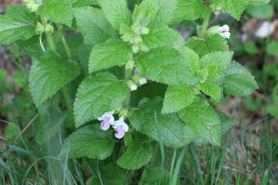 <i>Melittis melissophyllum</i>
