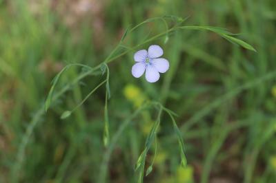 <i>Linum usitatissimum</i>