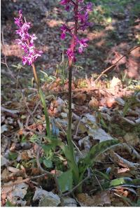<i>Orchis mascula</i>