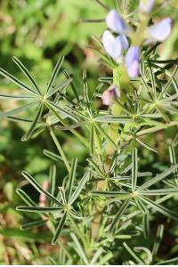 <i>Lupinus angustifolius</i>