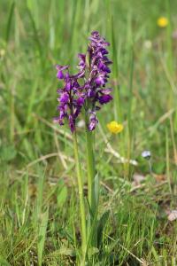 <i>Anacamptis morio</i>