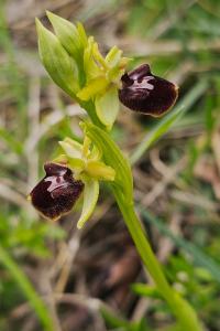 <i>Ophrys aranifera</i>