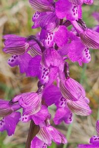 <i>Anacamptis morio</i>
