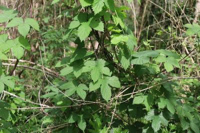 <i>Humulus lupulus</i>